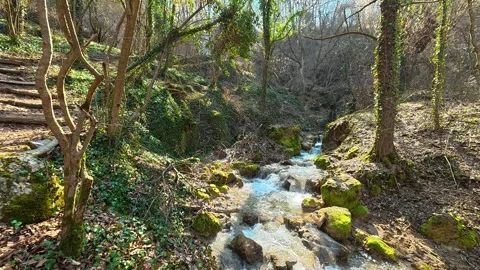 Forest Stream Beside Uphill Trail – Sunny Autumn Pan Vidéo 330662720