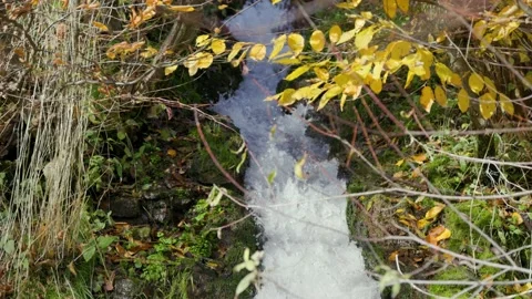 Forest stream in the branches of bushes Stock Footage 226248982