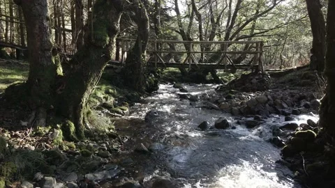 Forest stream with bridge Stock Footage 203903204