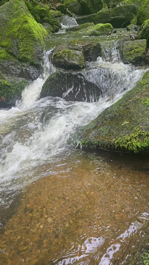 Forest Stream Calm Nature in Motion Stock Footage 312451334