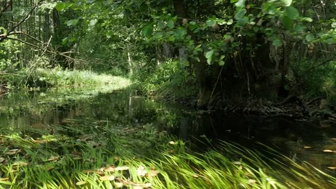 Forest stream canoe ride 스톡 동영상 74657358