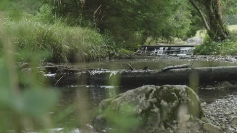 Forest Stream with Cascades Flowing through Trees – Nature Landscape Shot Video stock 316963880