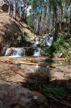 Forest stream cascades gently over rocks. Sunlight filters through tall pine Stock Photos