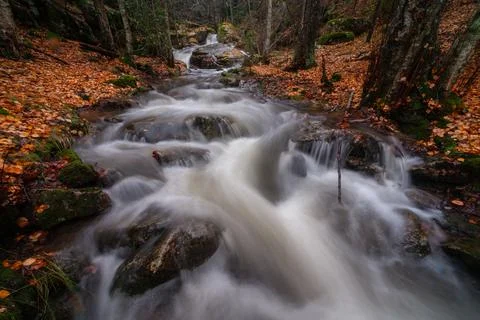 A forest stream cascades through rocks covered in autumn leaves. Stock Photos