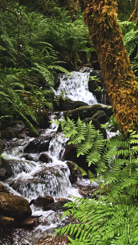 Forest Stream Cascading Over Rocks Stock Footage 279502522