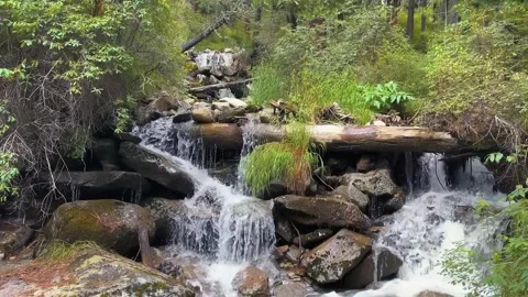 Forest stream cascading over rocks, surrounded by lush woodland vegetation Vídeos de archivo 347349547