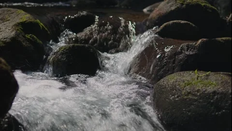 Forest stream with cascading water over wet, moss-covered boulders. Vídeos de archivo 334571003
