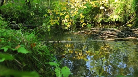 Forest stream with clear and clear water Stock Footage 117394220