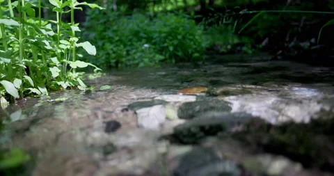 Forest stream. Clear sunny day. Stock Footage 197058034