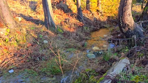 Forest stream. Clear sunny day. Stock Footage 301088965