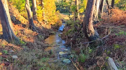 Forest stream. Clear sunny day. Video stock 301089034