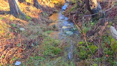 Forest stream. Clear sunny day. Stock Footage 301095455