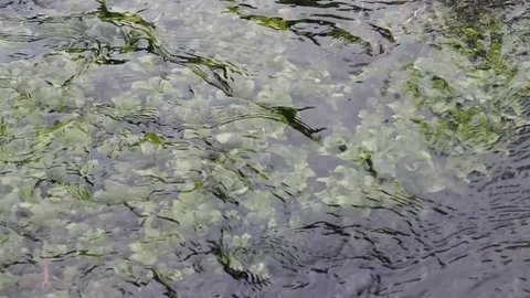 Forest stream with clear water and algae. Stock Footage 78285038