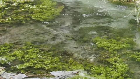 Forest stream with clear water and algae. Stock Footage 78285081