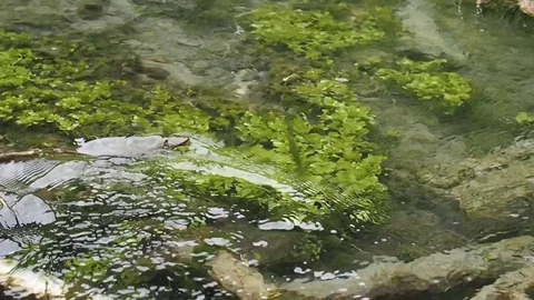 Forest stream with clear water and algae. Stock Footage 78285105
