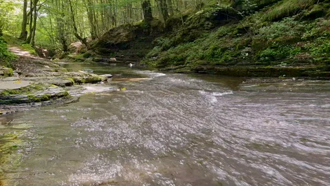 Forest Stream With Clear Water and Lush Greenery Along Sloping Rock Walls in Stock Footage 332619050