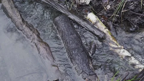 Forest stream with clear water flows through the logs Stock Footage 147714144