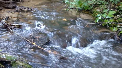 Forest stream with clear water Stock Footage 119012575