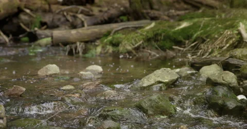 Forest stream close up camera track 動画素材 49173958
