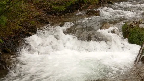 Forest stream close up. Stock Footage 76588060