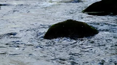 Forest Stream - Dark water flows around rock - Slow motion Stock Footage 244361777