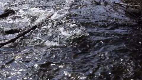 A forest stream with dark water. Slow motion Stock Footage 74933605