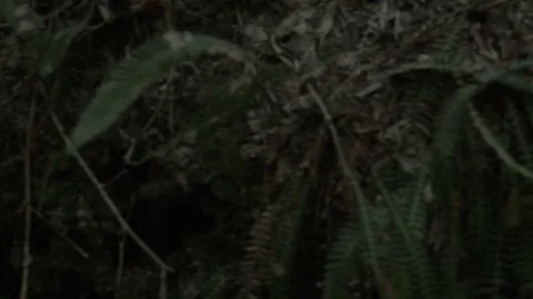 Forest Stream Dolly Left Video stock 77477002