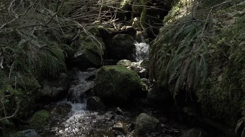 Forest Stream Dolly Right Video stock 77476912
