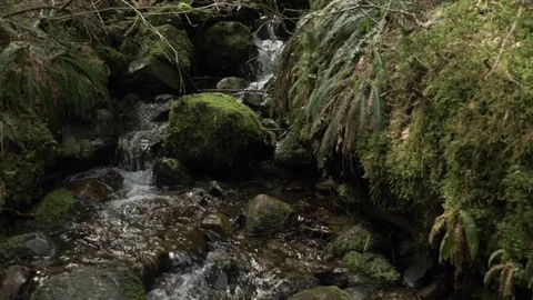 Forest Stream Dolly Sun Video stock 77477093
