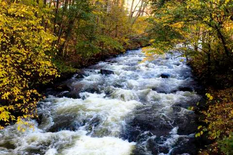 Forest stream in the fall Stock Photos