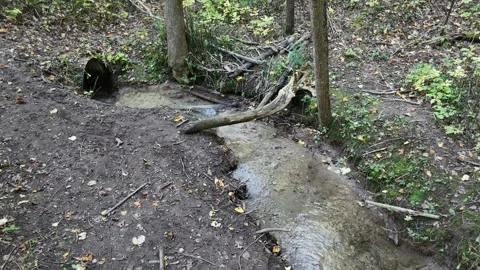 Forest Stream with Fallen Log Near Barrie Ontario Stock Footage 318378310