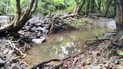Forest Stream Fallen Logs Natural Habitat Stock Footage 341017692
