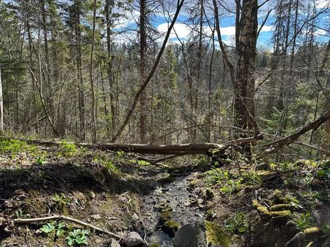 Forest Stream with Fallen Tree and Spring Greenery Fotos Stock