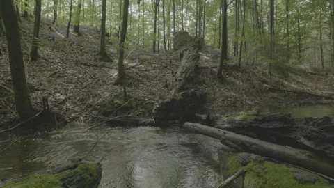Forest Stream with Fallen Tree Video stock 328286037