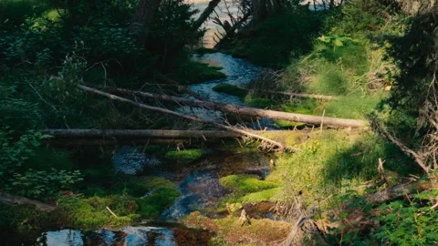 Forest Stream with Fallen Trees and Moss Video stock 316193985