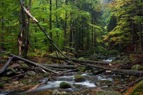 Forest Stream With Fallen Trees Photos