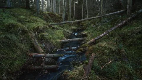 Forest Stream with Fallen Trees Stock Photos