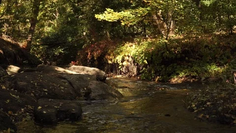 Forest stream with falling leaves in the water Stock-Footage 117042624