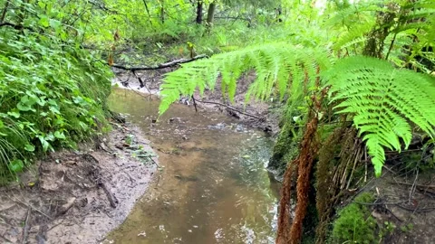 Forest stream with fern background Stock Footage 158822980