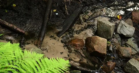 Forest Stream with Ferns in Wkrzańska Forest near Szczecin, Poland Stock Footage 339095953