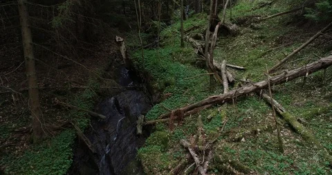 Forest stream in fir forest Stock Footage 107391877