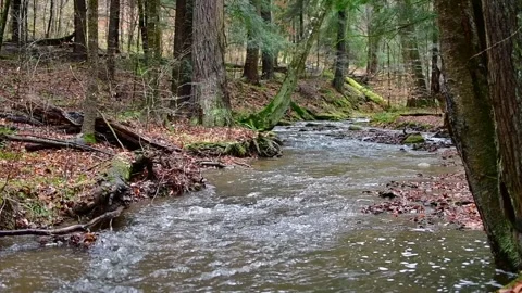 Forest stream flow bad wether gloomy day Stock Footage 256242843
