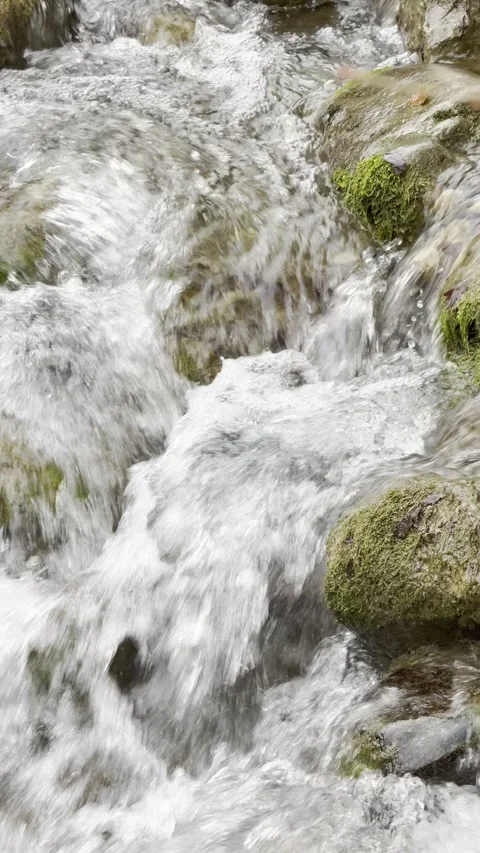 Forest stream flow Stock Footage 312464572
