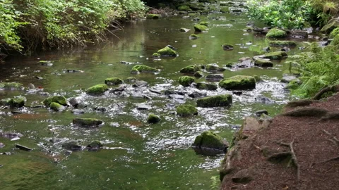 Forest Stream Flowing Across Mossy Rocks Stock Footage 346169907