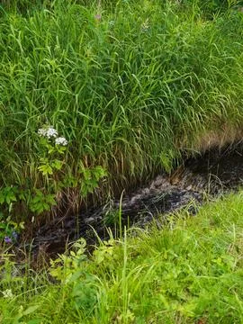 Forest stream flowing among thick green grass Stock Photos