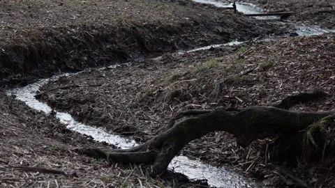 Forest stream flowing around thick tree root in mud Stock Footage 333744010