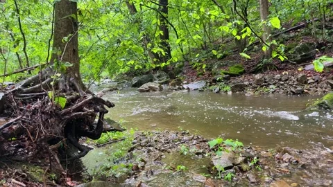 Forest Stream Flowing Beneath Exposed Tree Roots in New Jersey Stock Footage 340566662
