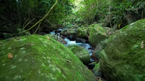 Forest Stream Flowing Between Large Moss-Covered Rocks in Tropical Jungle Vídeos de archivo 334617525