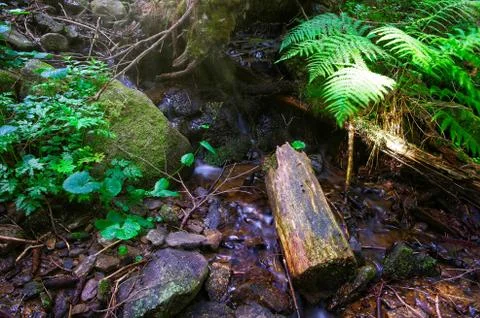 Forest stream flowing between rocks. Stock Photos