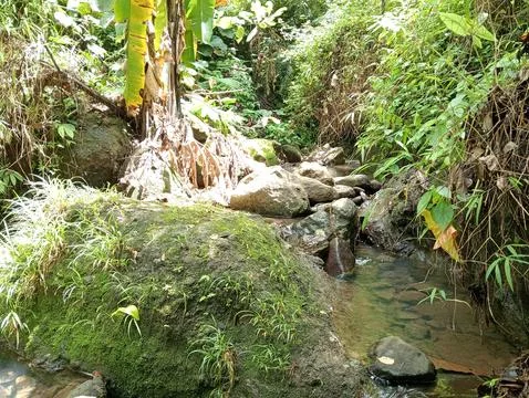 Forest Stream Flowing Between Rocks with Green Surroundings Stock Photos